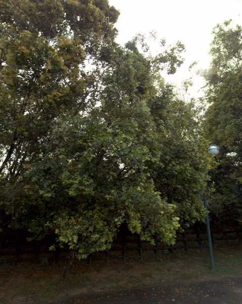 tree photo