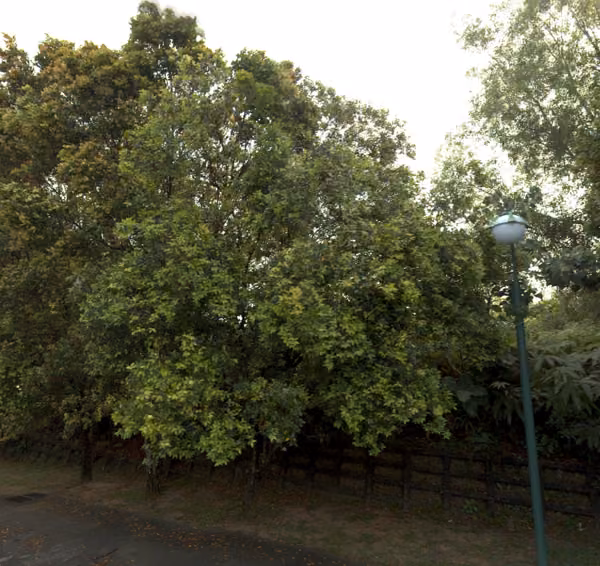 tree photo