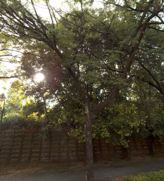 tree photo