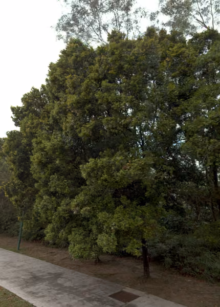 tree photo
