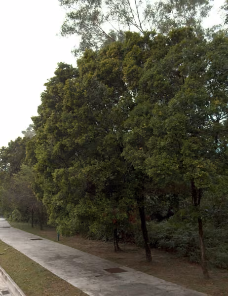 tree photo