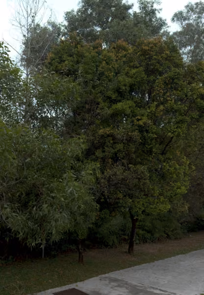 tree photo