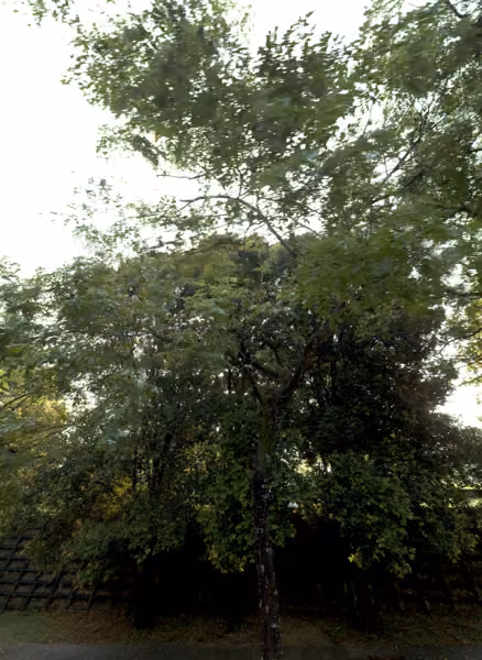 tree photo