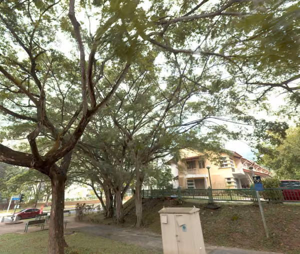 tree photo