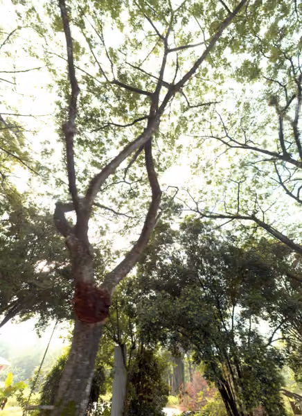 tree photo