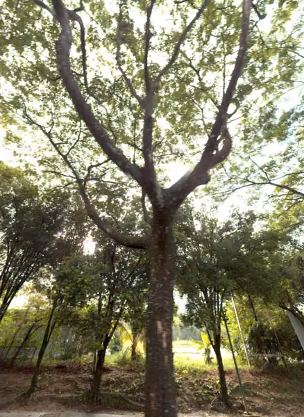 tree photo