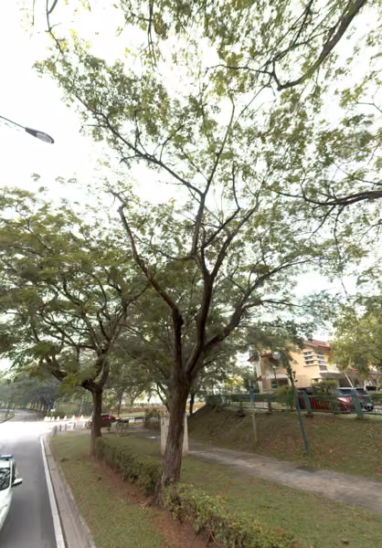 tree photo