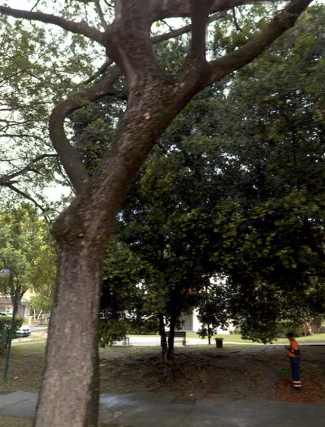 tree photo