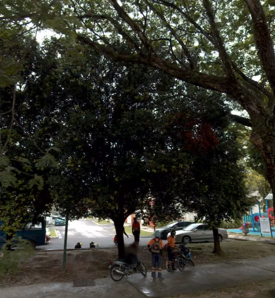 tree photo