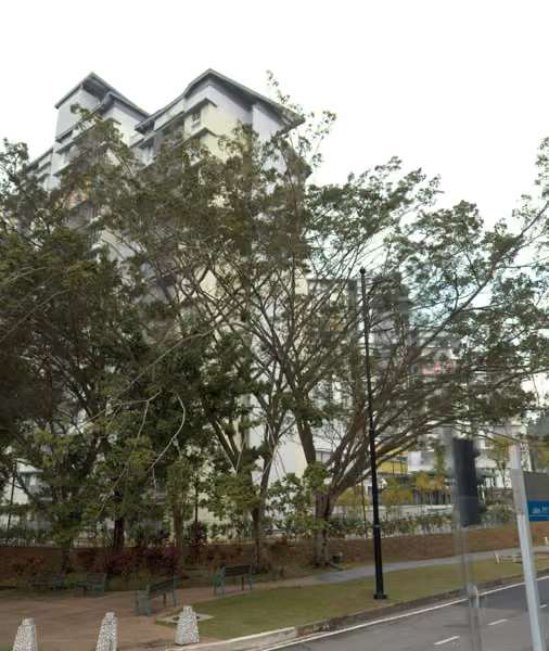tree photo