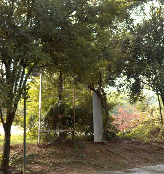 tree photo
