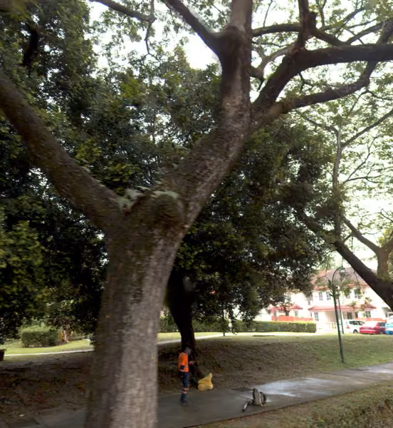 tree photo