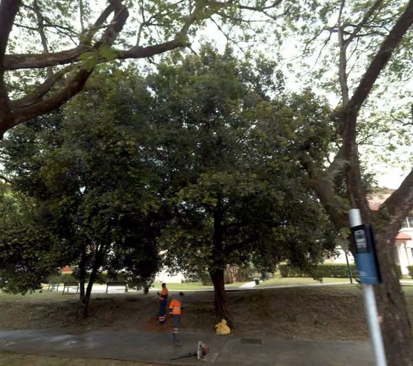 tree photo