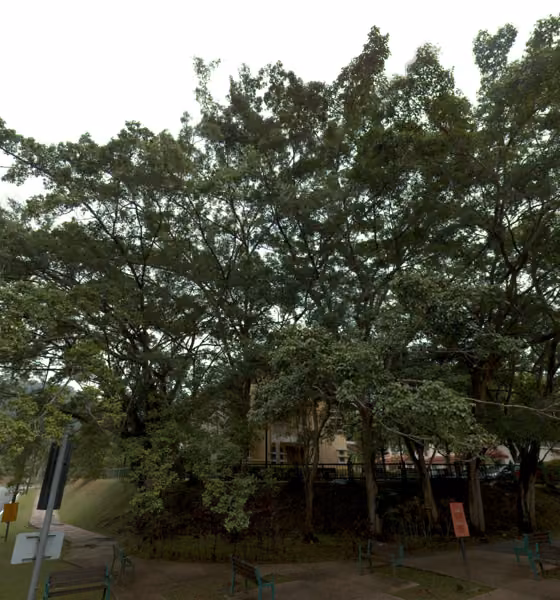 tree photo