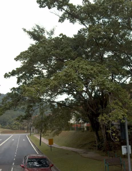 tree photo