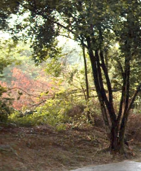 tree photo