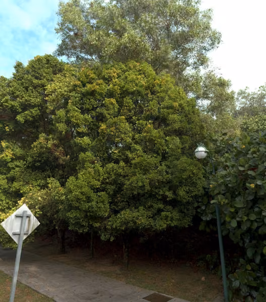 tree photo