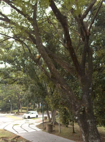 tree photo