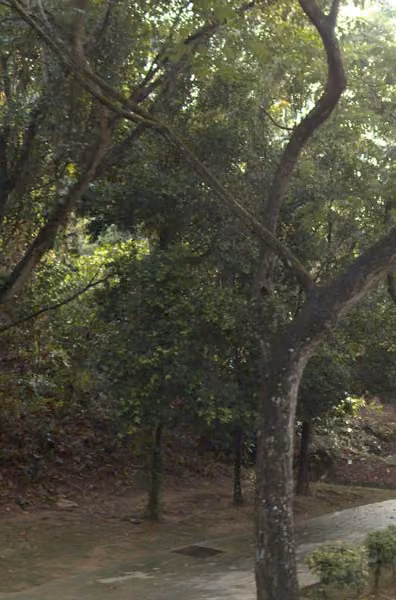 tree photo