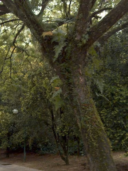 tree photo
