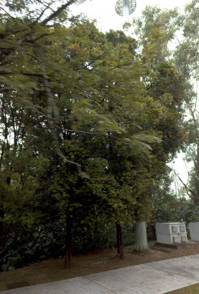 tree photo