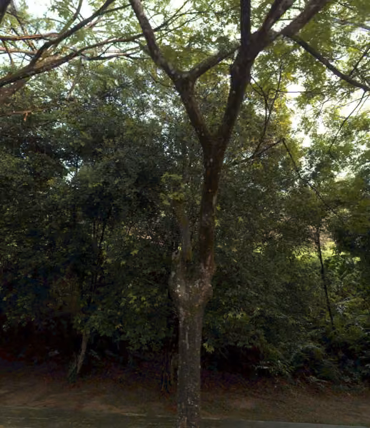 tree photo