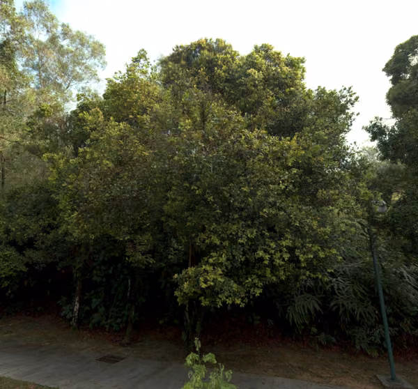 tree photo