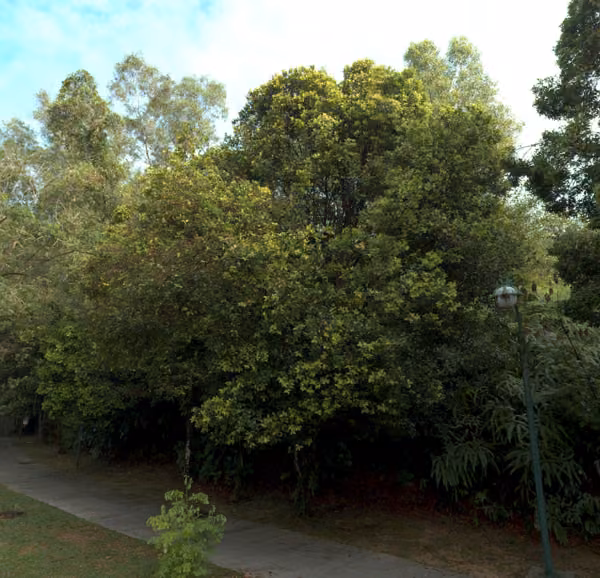 tree photo