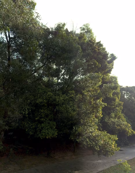 tree photo