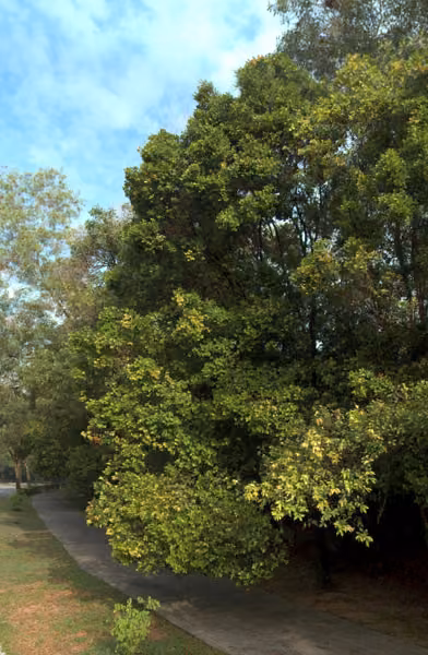 tree photo