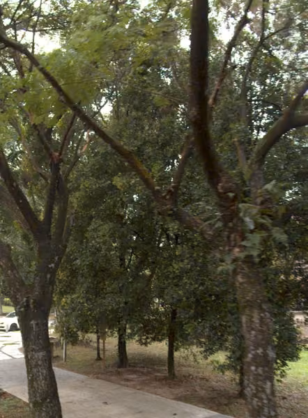 tree photo
