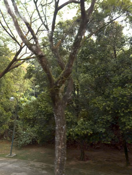 tree photo