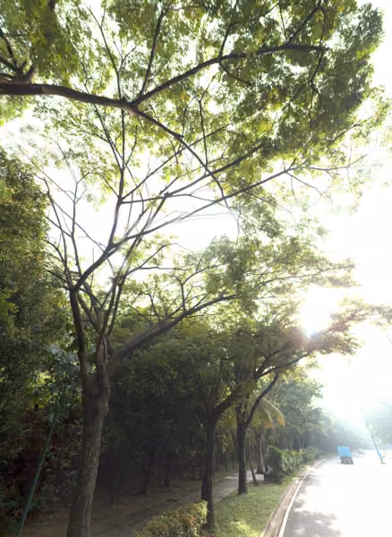 tree photo