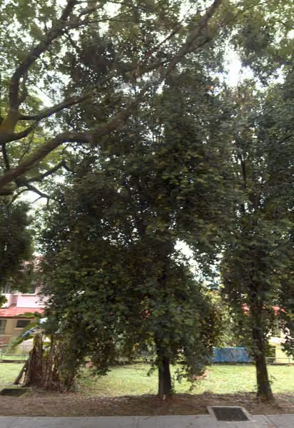 tree photo