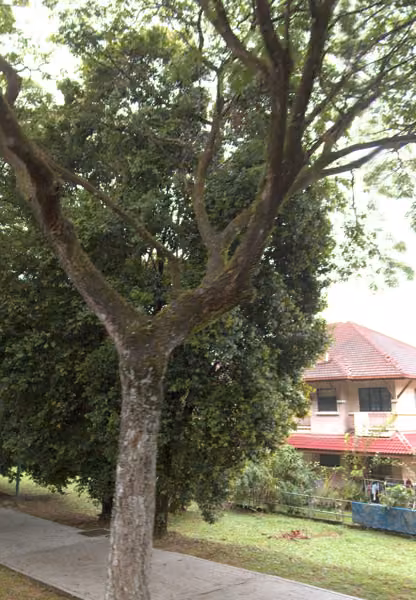 tree photo