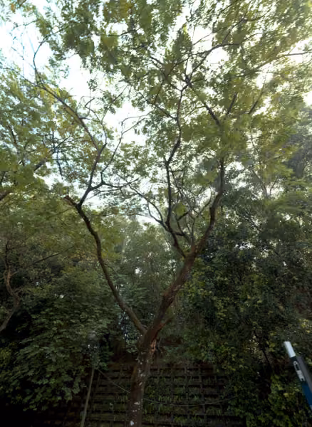 tree photo