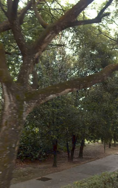 tree photo