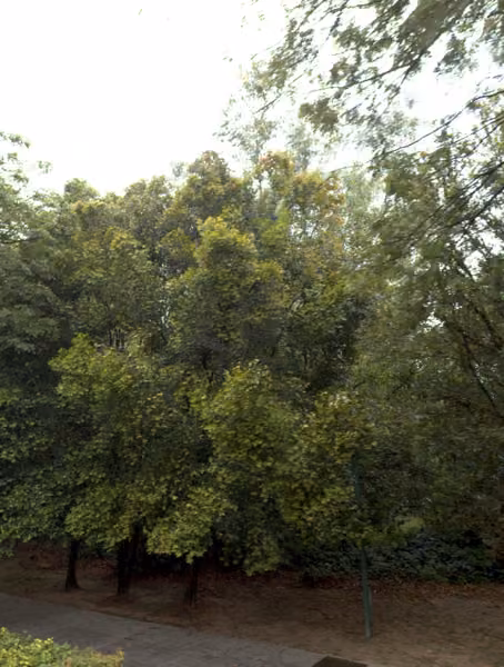 tree photo
