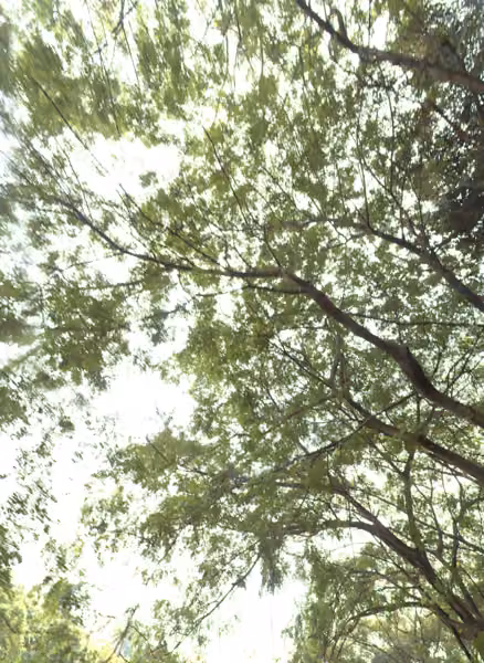 tree photo