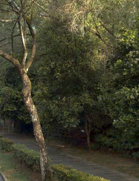 tree photo