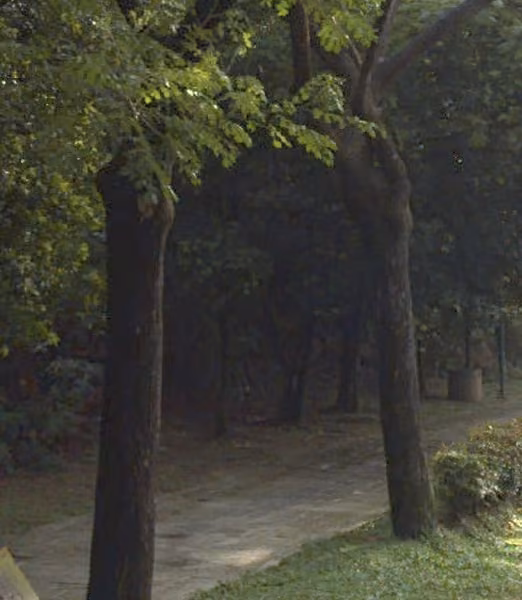tree photo