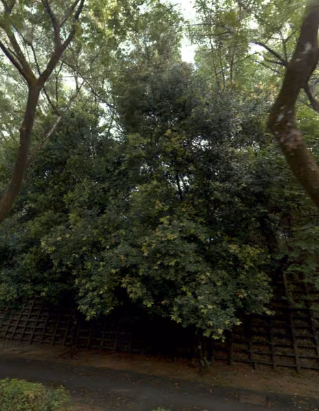 tree photo
