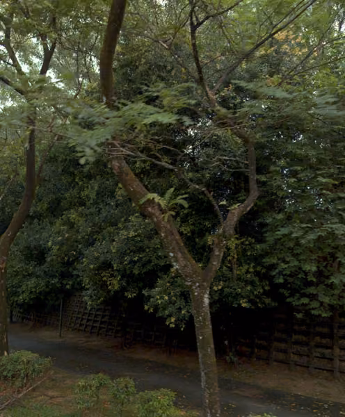 tree photo
