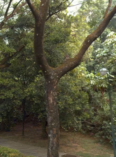 tree photo