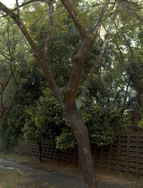 tree photo