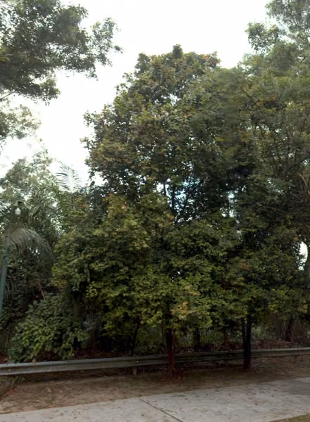 tree photo