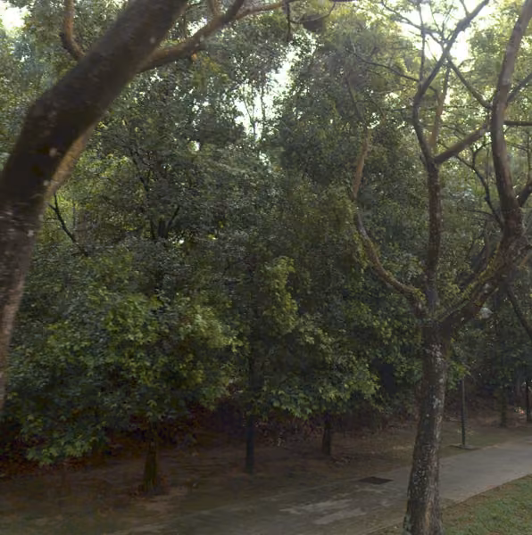 tree photo