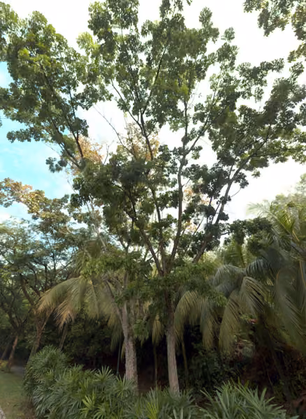 tree photo