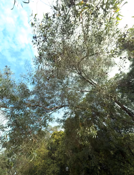 tree photo