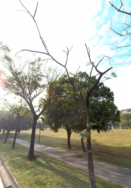 tree photo